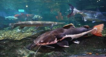 How To Start A Catfish Business