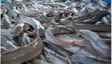How to Start Fish Farming Business in Nigeria
