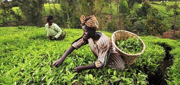 farming business in Nigeria