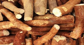 How To Start A Cassava Processing Company In Nigeria