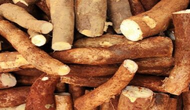 How To Start A Cassava Processing Company In Nigeria