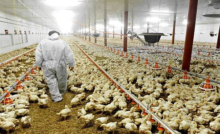 How Much Does It Cost To Start A Poultry Farm In Nigeria?