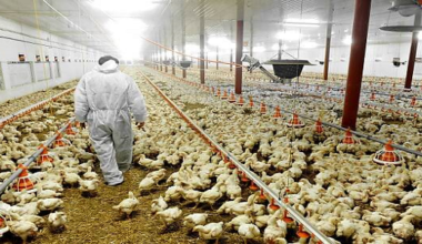 How Much Does It Cost To Start A Poultry Farm In Nigeria?